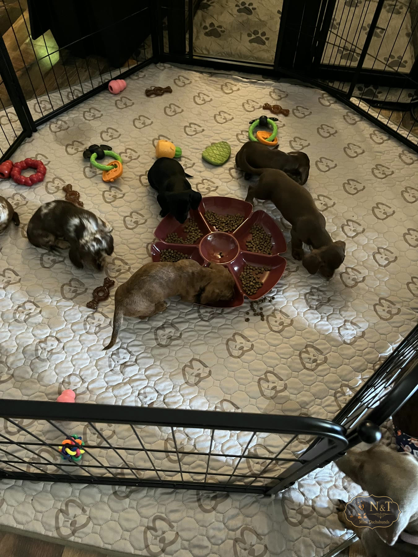The miniature dachshund litter sharing a meal together in their home playpen