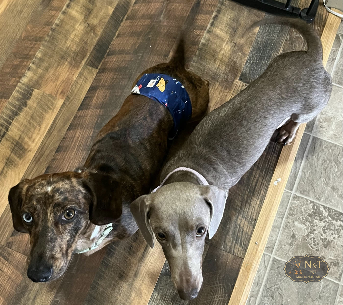 The mother and father dachshunds sitting together