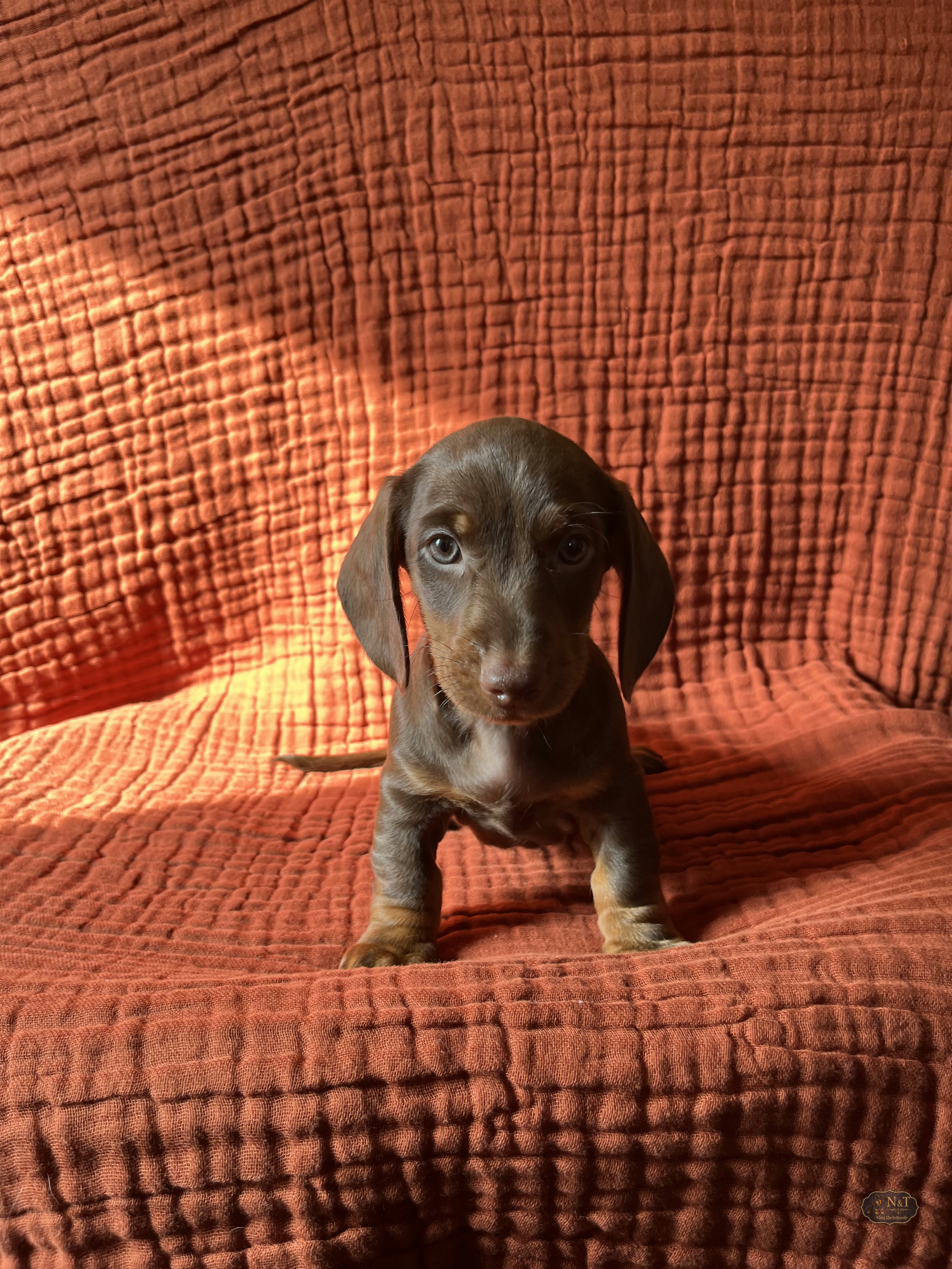 Rollo, a chocolate & tan miniature dachshund puppy
