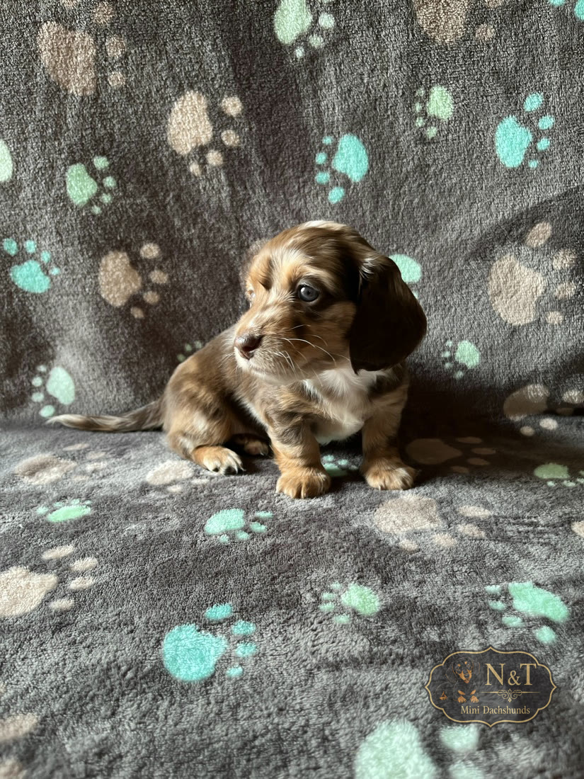 Freckles, a chocolate & tan dapple piebald miniature dachshund puppy
