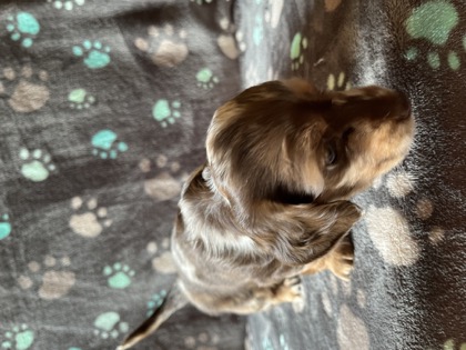 Freckles, a chocolate & tan dapple piebald mini dachshund puppy