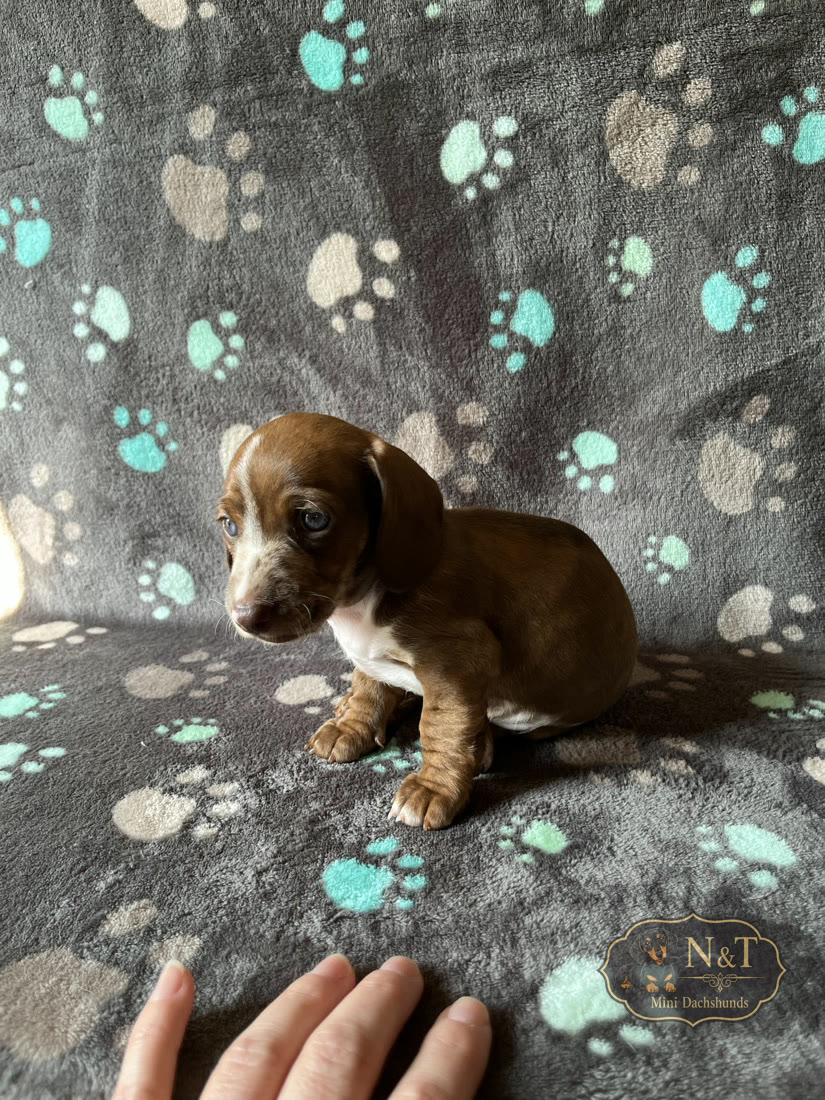 Moxxie, a red & tan dapple piebald brindle miniature dachshund puppy