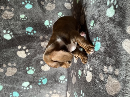 Moxxie, a red & tan dapple piebald brindle mini dachshund puppy