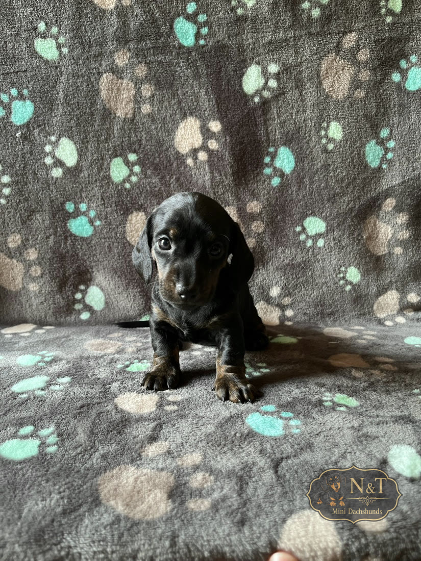 Pearl, a black & tan brindle miniature dachshund puppy