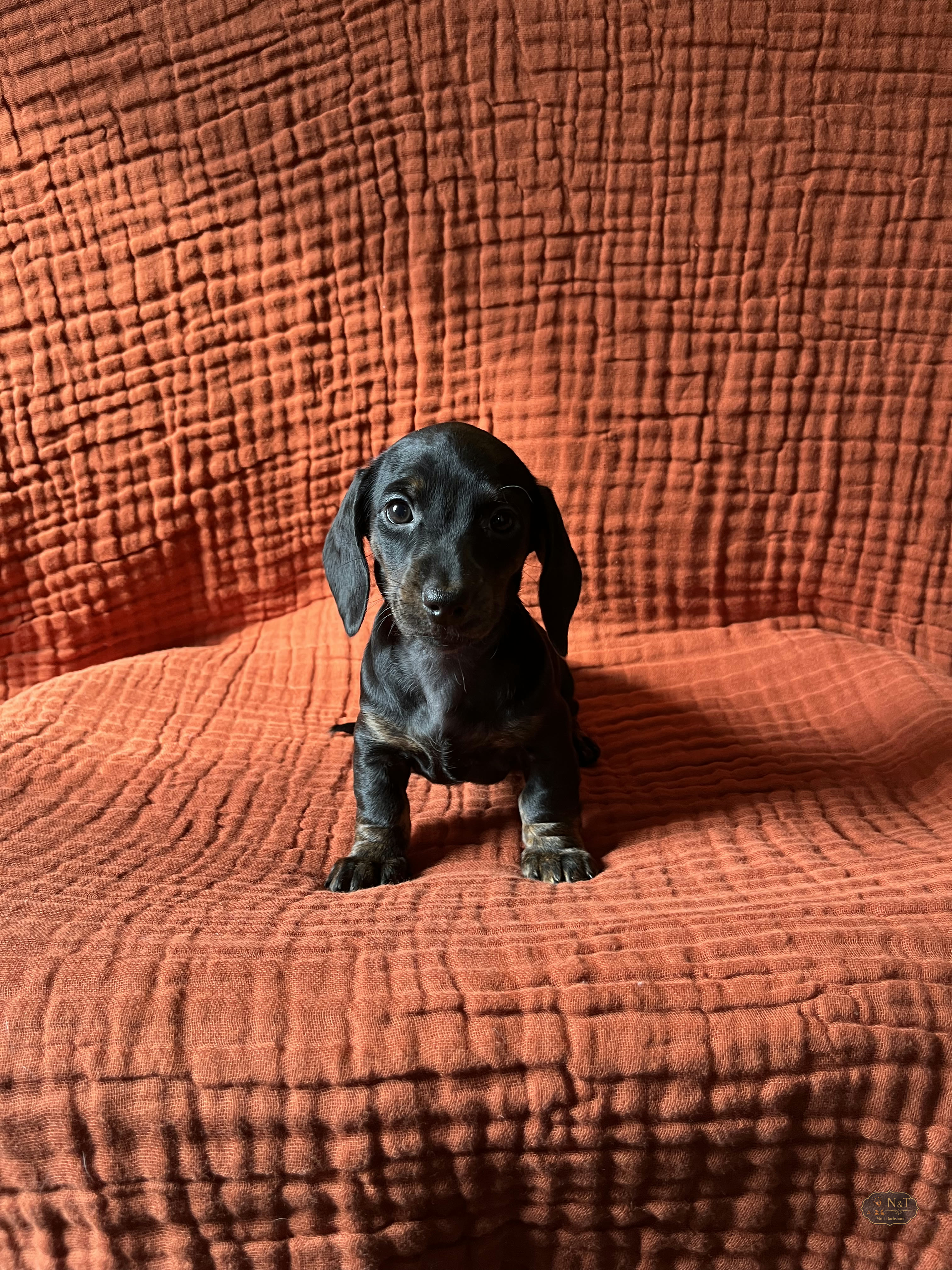 Pearl, a black & tan brindle miniature dachshund puppy