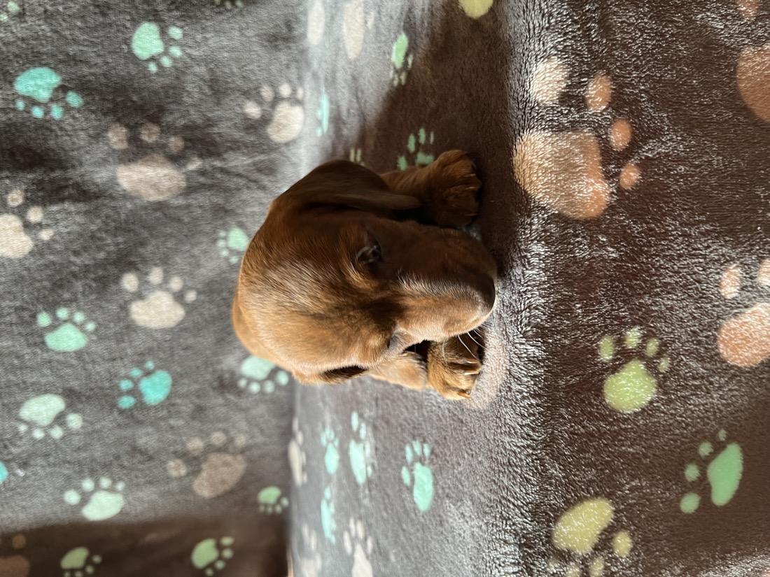 Rolly, a red & tan brindle mini dachshund puppy