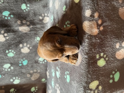 Rolly, a red & tan brindle mini dachshund puppy