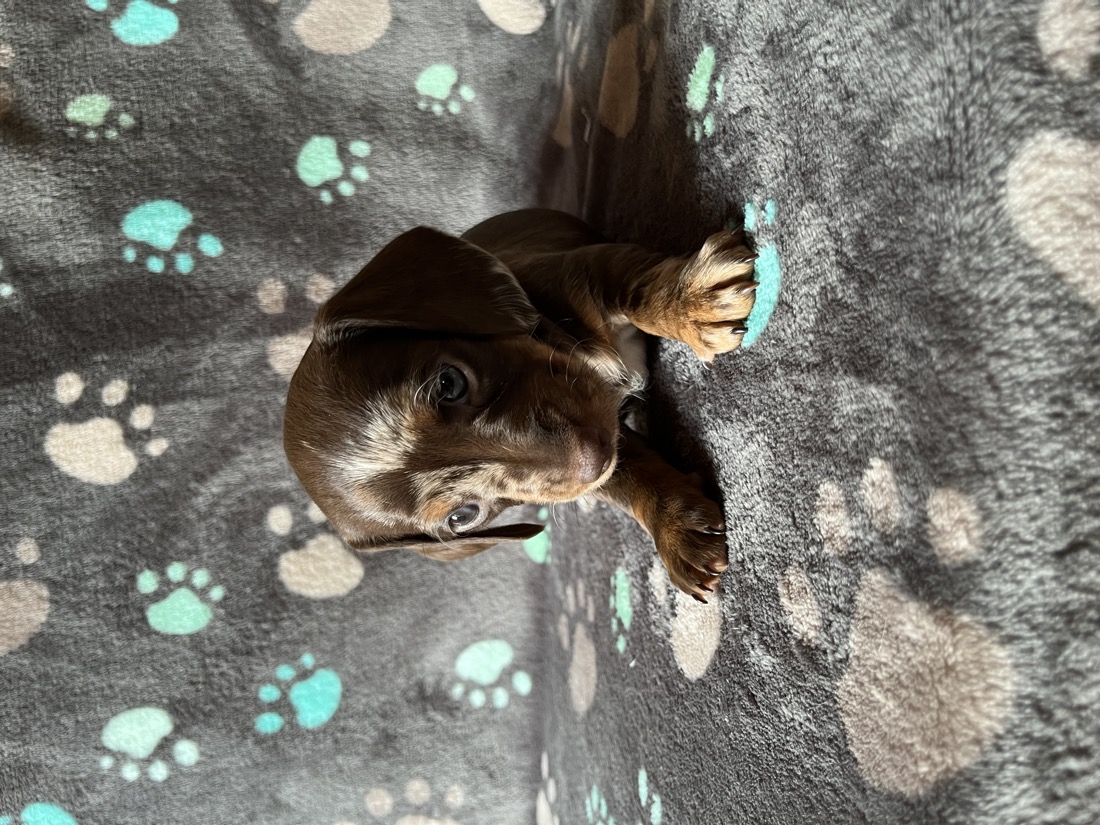 Two-Tone, a chocolate & tan dapple mini dachshund puppy